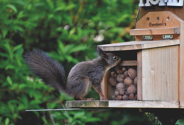 squirrel facts