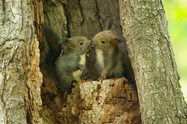 squirrels nest