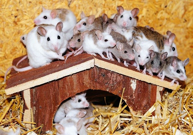 multiplying mice