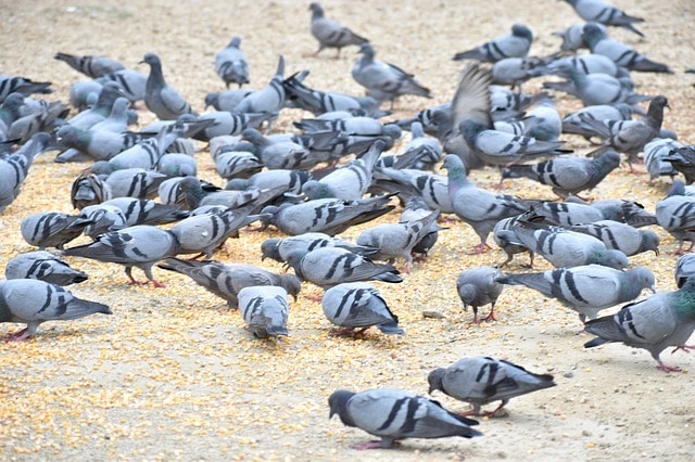 pigeons are bad for business