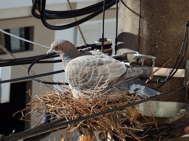 pigeons nest in london business