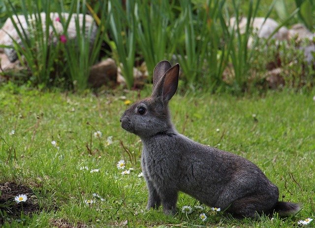 rabbit in long grass