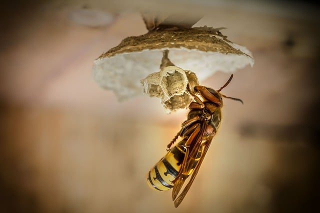 queen wasp building a nest