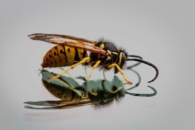 queen wasp