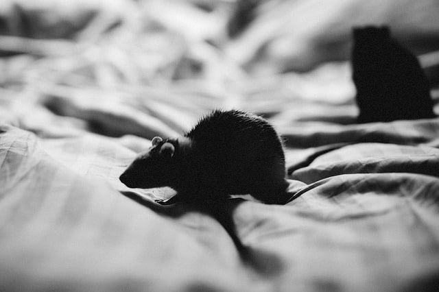 rat on london bed