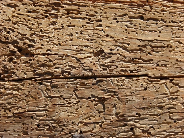 signs of woodworm