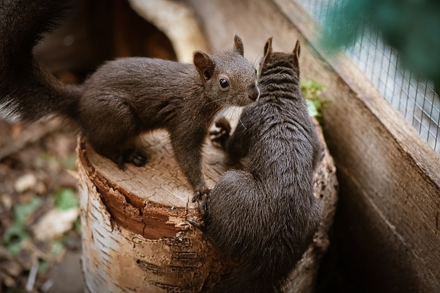 squirrels getting into attic