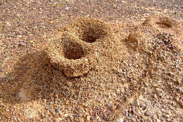 ant hills in a london garden