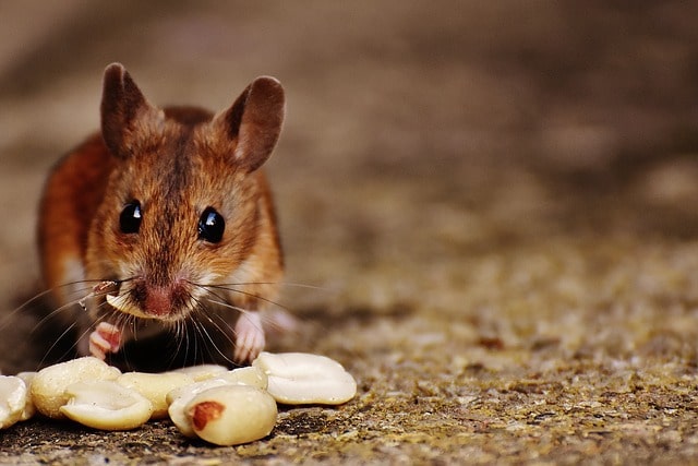 mouse eating in london kitchen