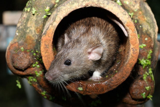 rat in sewer