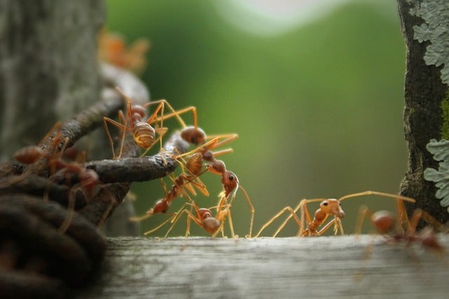 red ants organising
