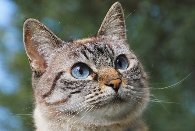 cat in london garden