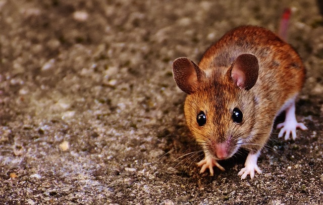 mouse scavenging