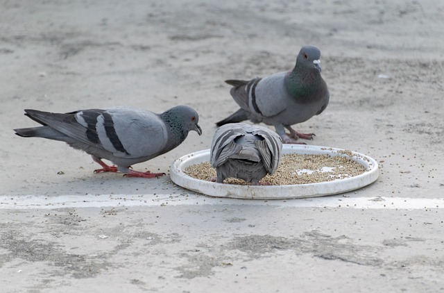 pigeons feeding in london