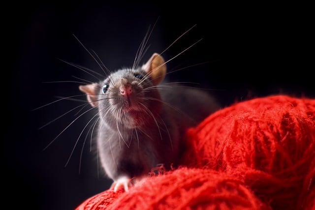 rat on red wool