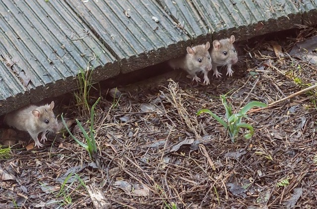 urban mice in london home