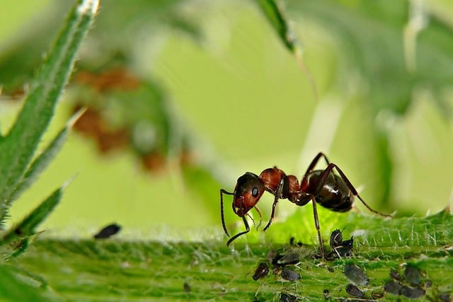 ant in a london garden