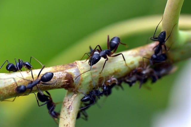 black ant species