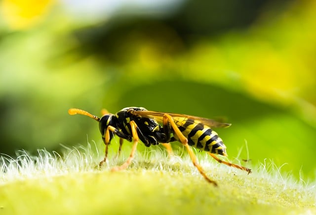 facts about wasps