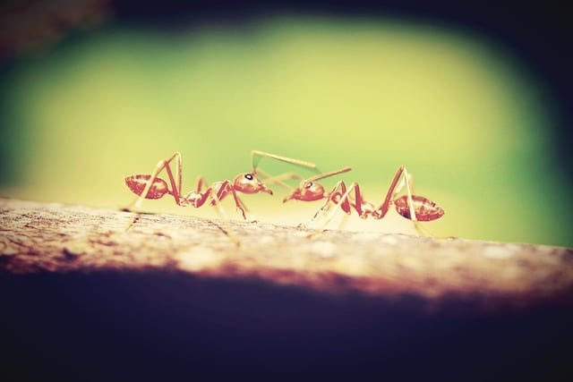 red ants in london garden