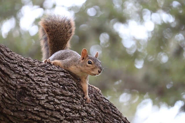 squirrel on tree