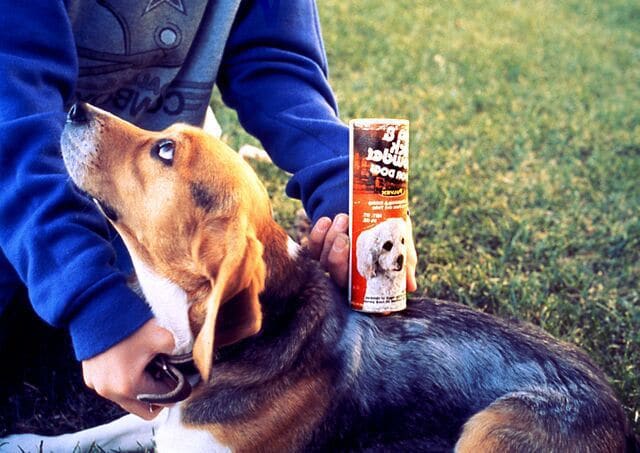 dog needs flea control