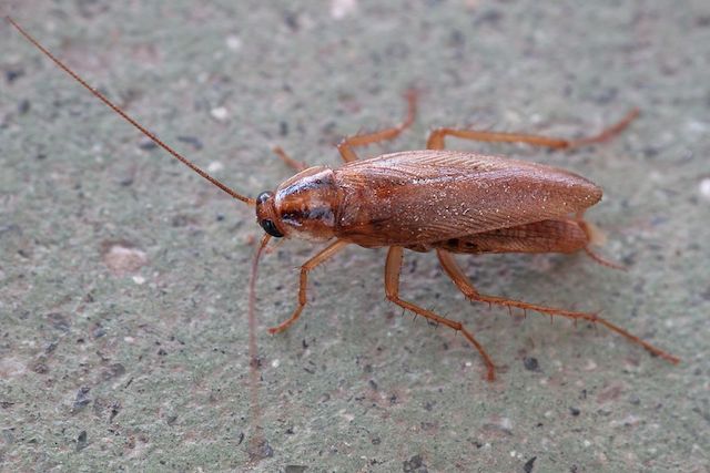 german cockroach