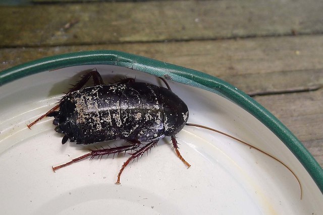 oriental cockroach