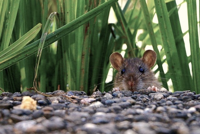 rat in the garden