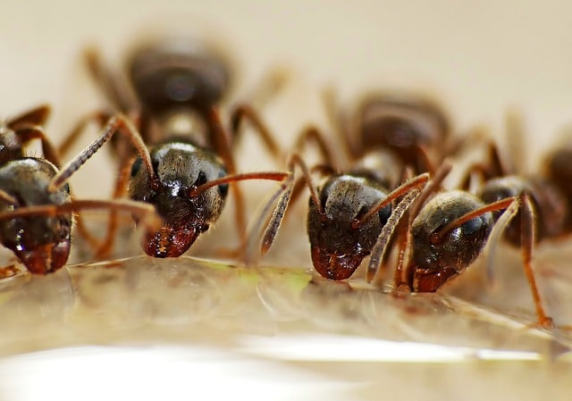 scout ant in the house