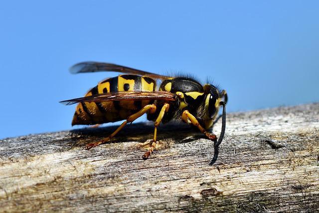 wasp pests in london garden