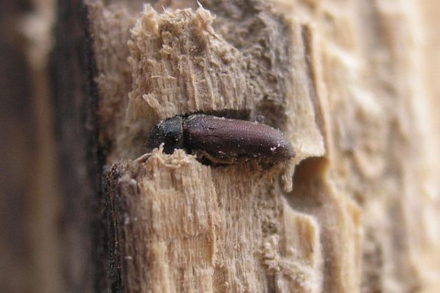 woodworm beetle in london home
