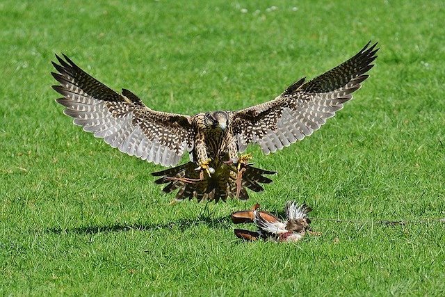 bird of prey