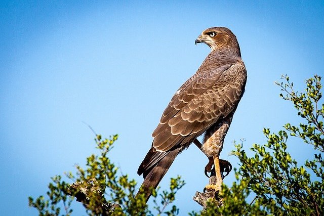 falcon for control pigeons