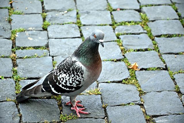 pigeon control in london