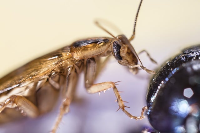 cockroach food poisoning