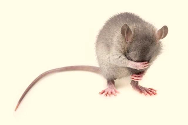 mouse in london home