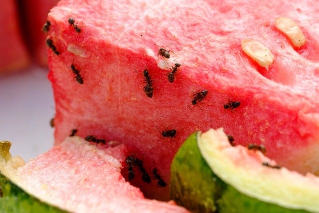 ants in fridge