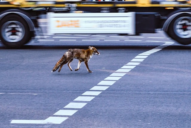 fox in london street