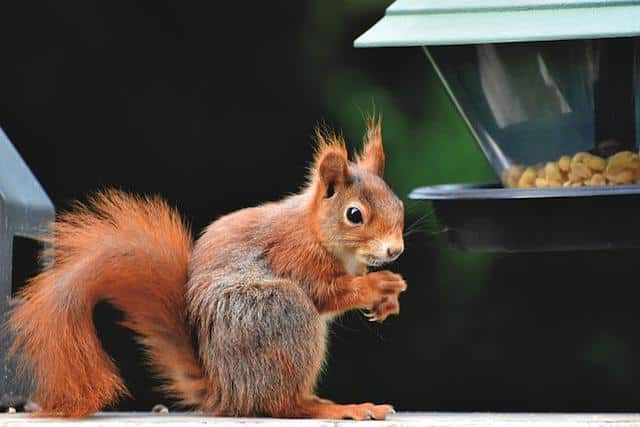 red squirrel