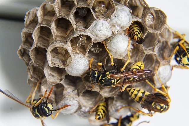 prevent wasps