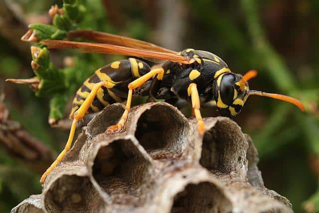 wasp nest london