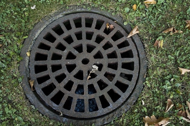 drain pests