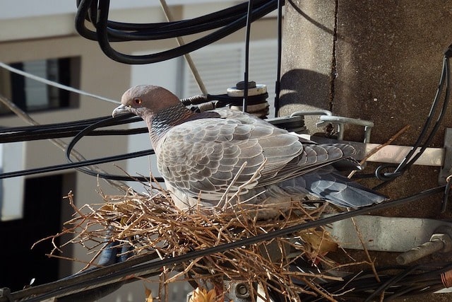london nesting site