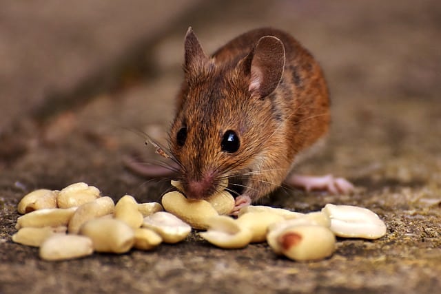 mouse eating nuts