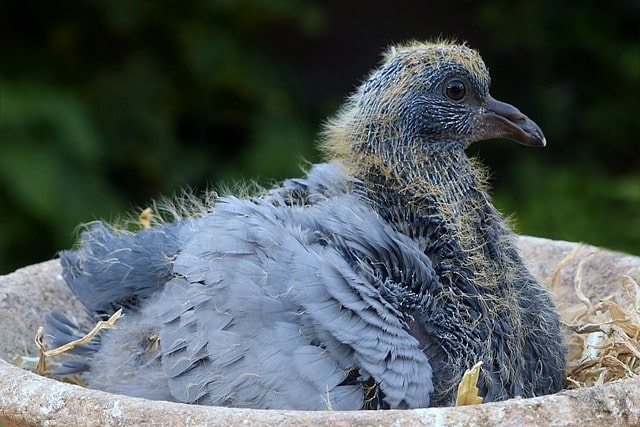 pigeon chick