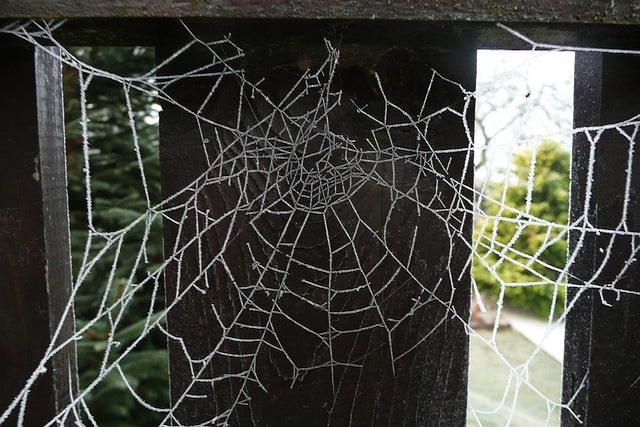 pests in conservatories