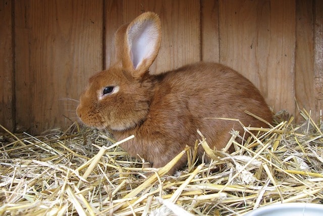 rabbit in a cage