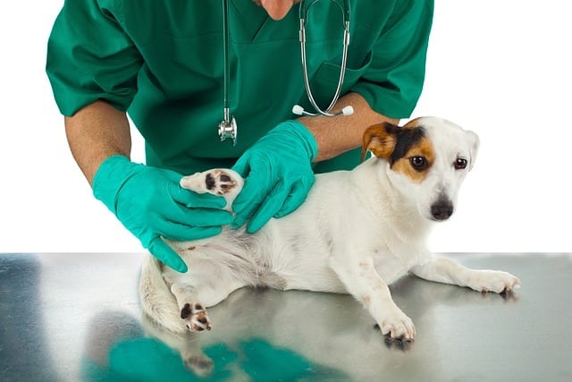 fleas in a london vet office