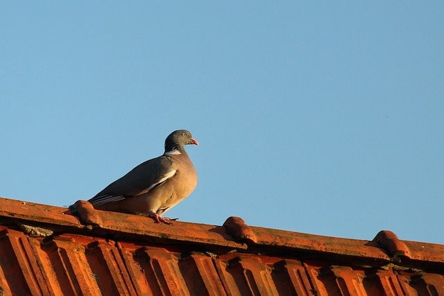 pigeons nest on roof